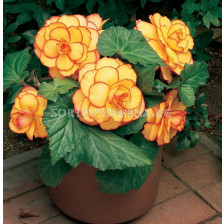 Бегония 5/6+ (Begonia) Picotee Yellow