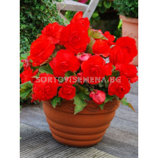 Бегония 5/6+ (Begonia) Superba Scarlet 