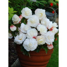 бегония 5/6+ superba white - begonia superba white