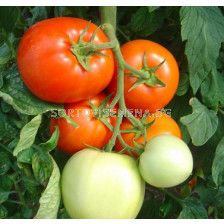 Семена домати Белфаст F1 - Червен - Belfast F1 - 500 бр. семена