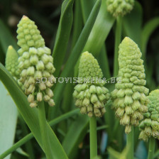 Мускари зелени /Bellevalia pycnantha 'Green Pearl'/ 1 бр