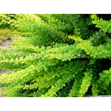 Берберис Зелен килим / berberis green carpet / 1 бр саксия разсад ( 15 см )