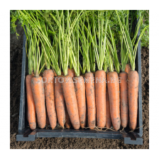 Семена за моркови БЕРМУДА (Bermuda F1) фракция 1.8 - 2.0 mm. BJ 