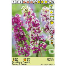 Будлея Berries & Cream/ Buddleja Davidii - 1 брой