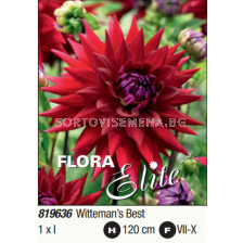 Далия кактус Wittemans Best/ Dahlia cactus - 1 брой