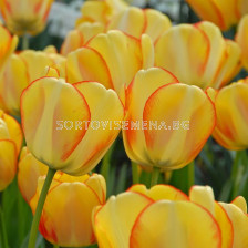 Лале /Tulip Beauty of Spring/ 11/12