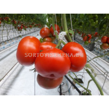 Семена домати BEEF BANG F1 ZKI - 1000 семена