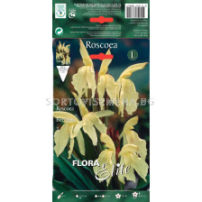 Мисцеланеус - Roscoea beesiana - 1бр