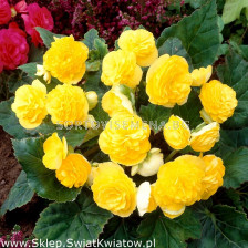 Бегония мултифлора жълта - Begonia multiflora  maxima yellow - 1 бр.