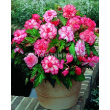 Бегония (Begonia) Bouton de rose 5/6+