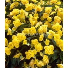 бегония Multiflora Helene Harms