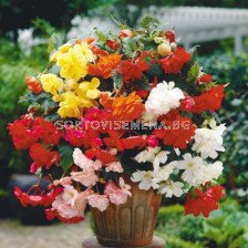 Бегония каскадна микс / Begonia pendula mix /