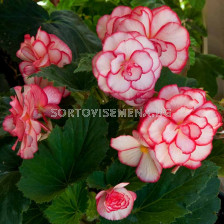 Бегония / Begonia Bicolor Picotee White/Red / 1 бр