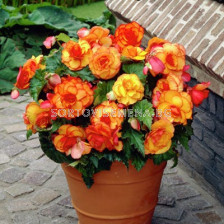 Бегония / Begonia Bicolor Picotee Yellow/Red / 1 бр