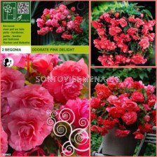бегония Ароматна розова - Begonia aromatic pink - 2 бр