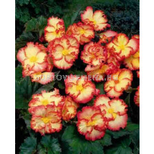 Бегония (Begonia) Crispa Marginata Yellow/Red 5/6+