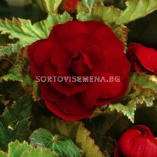 Бегония (Begonia) Double Darkred 5/6+