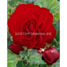 Бегония (Begonia) Double Scarlet 5/6+