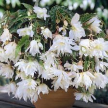 бегония 5/6+ pendula White - begonia pendula White 