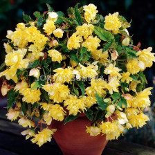 Бегония 5/6+ (Begonia) Pendula Yellow 