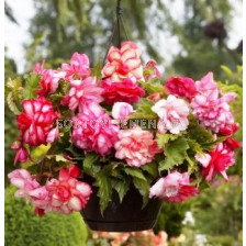 бегония Pink Balcony- begonia Pink Balcony 5/6+