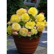 Бегония (Begonia) Superba Yellow 5/6+