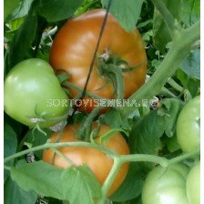 Семена домати Бехрам F1-безколов- Behram F1-500 бр. семена