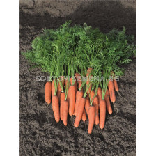 Семена моркови НАРИТА (Narita F1) фракция 1.8 - 2.0 mm - BJ 