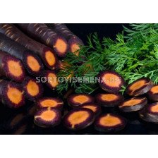 Семена за моркови Пърпъл хейз (Purple Haze F11) .BJ 