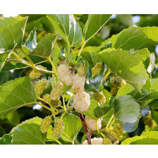 Бяла черница (Morus Alba)		