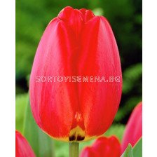 Лале /Tulip BEN FIRE/ 1 бр