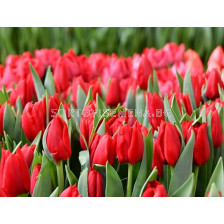 Лале /Tulip Ben van Zanten