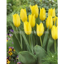 Лале BOLROYAL HONEY  - sortovisemena.bg Лале BOLROYAL HONEY