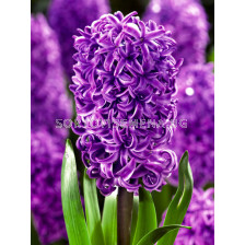 Зюмбюл / HYACINTHS PURPLE SENSATION/ 14/15