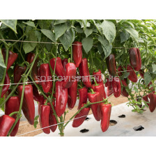 Семена Пипер капия Елзем BJ