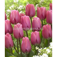 Лале /Tulip Big Love