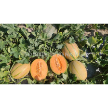 Семена пъпеш галия АМЕТИСТ /2,2-2,8kg/ - 500 с.