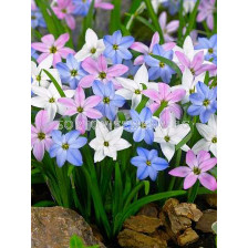 Ифейон Uniflorum Mixed - 10бр