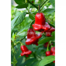СЕМЕНА ПИПЕР ЛЮТ ПАПСКА КОРОНА 100С HOT PEPPER BISHOP CROWN  