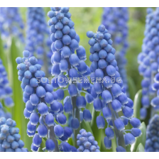 Мускари/ Muscari armeniacum 'Big Smile - 1 бр.