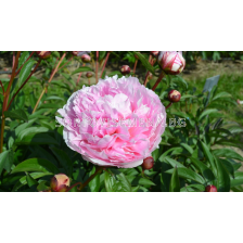 Божур Paeonia germaine bigot lact./ Peony - 1 бр.