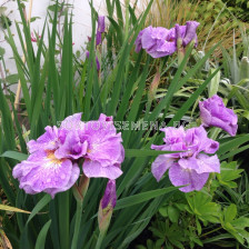 Ирис / Iris Siberica Pink Parfait / 1 бр