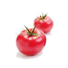 Семена Домати Зерси F1 - Tomato Zersy F1 