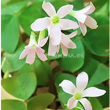Оксалис Birgit / Oxalis - 1 брой