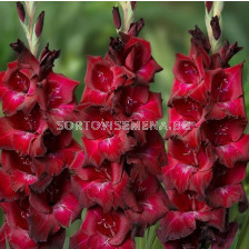 Гладиол/ Gladiolus large-flowered  'Bizet' 10/12 - 1 бр.