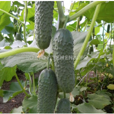 Семена краставици Бьорн/ Bjorn F1 - 500 семена