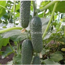 Семена краставици Бьорн/ Bjorn F1 - 500 семена