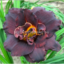 Хемерокалис Double Black/ Hemerocallis  - 1 брой