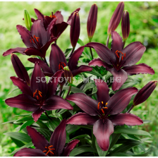 Лилиум Blacklist/ Lilium asiatic - 1 брой
