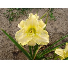 Хемерокалис Big Blonde/ HEMEROCALLIS - 1 брой 